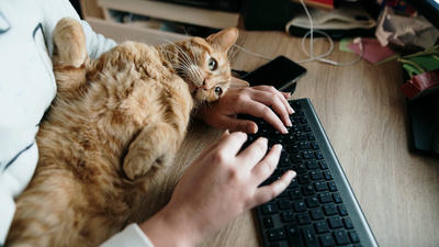 Balancing Work and Pet Parenting: Tips for Busy Owners