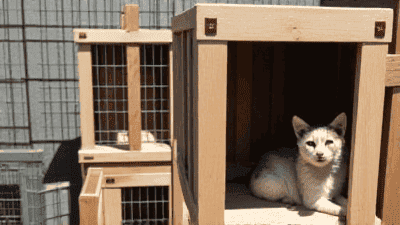 Creating a Pet Adoption Profile: What Shelters Look For in Potential Adopters