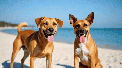 Dog Parks vs. Beaches: Which Outdoor Hangout is Best for Your Pup?
