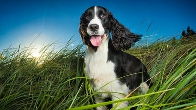 Light It Up: Understanding Natural Lighting for Stunning Pet Portraits