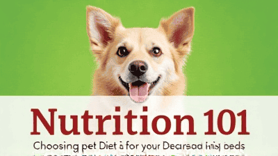 Nutrition 101: Choosing the Best Diet for Your Pet's Needs