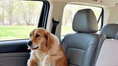 Pet-Friendly Road Trip Itinerary: The Best Stops Between East and West