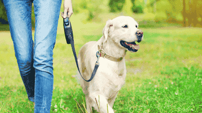 Urban Pet Life: Tips for Raising a Happy Pet in the City